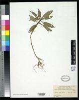 Isotype of Viola helena var. lanaiensis Rock, J.F. 1911 [family VIOLACEAE]