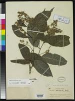 Holotype of Homalium stenosepalum Blake, S.F. 1919 [family FLACOURTIACEAE]