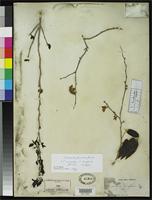 Isosyntype of Casearia eriophora Wright, C. 1866 [family FLACOURTIACEAE]