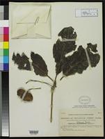 Isotype of Terminalia blancoi Merrill, E.D. 1909 [family COMBRETACEAE]