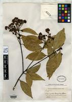 Isotype of Syzygium rockii Merrill, E.D. & Perry, L.M. 1938 [family MYRTACEAE]