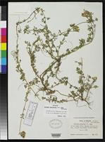Isotype of Verbena tenuisecta var. alba Moldenke, H.N. 1939 [family VERBENACEAE]