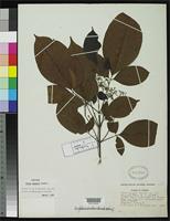 Isotype of Vitex cooperi Standley, P.C. 1929 [family VERBENACEAE]