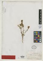 Syntype of Chaenactis macrantha Eaton, D.C. 1871 [family ASTERACEAE]