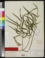 Holotype of Cicuta linearifolia Watson, S. 1887 [family APIACEAE]
