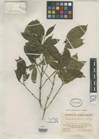 Holotype of Faramea quercetorum Standley, P.C. 1928 [family RUBIACEAE]