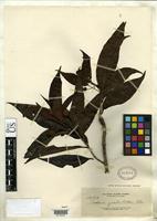 Isotype of Adina zschokkei Elmer, A.D.E. 1911 [family RUBIACEAE]