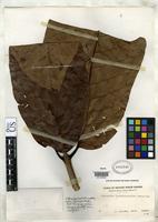 Isotype of Neonauclea longipedunculata Merrill, E.D. 1923 [family RUBIACEAE]