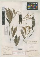 Holotype of Licania salicifolia Cuatrecasas, J. 1951 [family ROSACEAE]