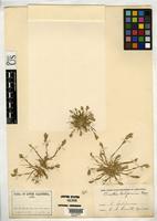 Isotype of Orcuttia californica Vasey, G. 1886 [family POACEAE]