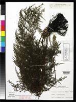 Isotype of Trichomanes pseudoblepharistomum Tagawa, M. 1938 [family HYMENOPHYLLACEAE]