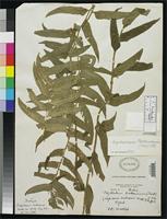 Filed as Aspidium caducum Wallich, N. 1829 [family TECTARIACEAE]