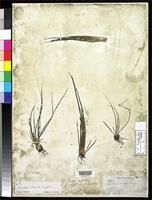 Filed as Isoetes cubana Engelmann, G. 1880 [family ISOETACEAE]