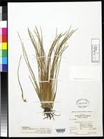 Isotype of Isoetes pacifica Svenson, H.K. 1944 [family ISOETACEAE]