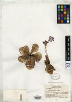 Filed as Pinguicula jackii Barnhart, J.H. 1931 [family LENTIBULARIACEAE]