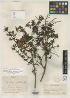 Isotype of Gonzalagunia discolor var. danielis Kirkbride, J.H. 1980 [family RUBIACEAE]