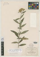 Isotype of Stevia plummerae var. durangensis Robinson, B.L. 1907 [family ASTERACEAE]