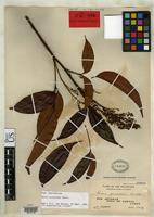 Isolectotype of Guioa acuminata Radlkofer, L.A.T. 1913(1914) [family SAPINDACEAE]