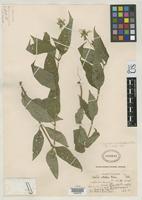 Holotype of Aspilia retroflexa Blake, S.F. 1924 [family ASTERACEAE]