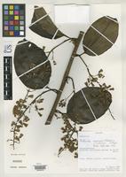 Holotype of Pentacalia moronensis Robinson, H. & Cuatrecasas, J. 1993 [family ASTERACEAE]