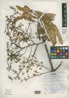 Isotype of Mangifera pseudoindica Kostermans, A.J.G.H. 1993 [family ANACARDIACEAE]
