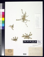 Isotype of Orcuttia californica Vasey, G. 1886 [family POACEAE]