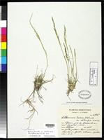 Isotype of Willkommia texana var. stolonifera Parodi, L.R. 1925 [family POACEAE]