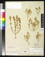 Syntype of Chenopodium pallidicaule Aellen, P. 1929 [family CHENOPODIACEAE]