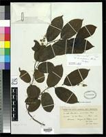 Isotype of Homalium trichocladum Blake, S.F. 1919 [family FLACOURTIACEAE]
