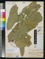 Isolectotype of Rhysotoechia striata Radlkofer, L.A.T. 1913 [family SAPINDACEAE]