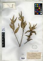 Isotype of Guettarda angustata Urban, I. & Ekman, E.L. 1927 [family RUBIACEAE]