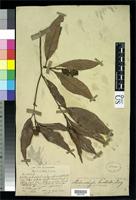 Isosyntype of Melanochyla bracteata King, G. 1896 [family ANACARDIACEAE]