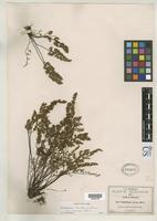 Isotype of Notholaena limitanea subsp. mexicana Maxon, W.R. 1919 [family ADIANTACEAE]