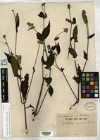 Isotype of Justicia nyassana Lindau, G. 1894 [family ACANTHACEAE]