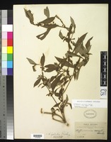 Isotype of Hoffmannia pallida Rusby, H. H. 1893 [family RUBIACEAE]