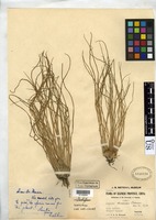 Isotype of Isoetes sinensis Palmer, T. C. 1927 [family ISOETACEAE]