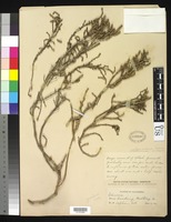 Isotype of Salicornia pacifica Standley, P. C. 1916 [family CHENOPODIACEAE]