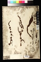 Syntype? of Rumex violascens Rechinger, K. H. 1936 [family POLYGONACEAE]
