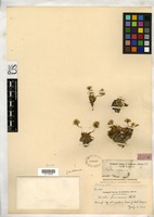 Draba lemmonii S. Watson [family BRASSICACEAE]