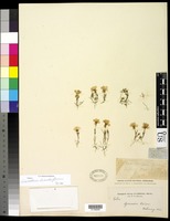 Linanthus dianthiflorus (Benth.) Greene [family POLEMONIACEAE]