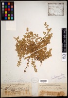 Guilleminea densa (Humb. & Bonpl. ex Schult.) Moq. [family AMARANTHACEAE]