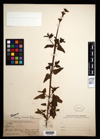 Stachys coccinea Ortega [family LAMIACEAE]