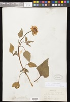 Helianthus annuus L. [family ASTERACEAE]