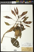 Euphorbia pulcherrima Willd. ex Klotzsch [family EUPHORBIACEAE]