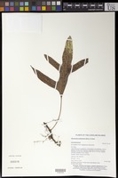 Microsorum scolopendria (Burm. f.) Copel. [family POLYPODIACEAE]