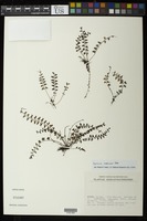 Asplenium sandersonii Hook. [family ASPLENIACEAE]