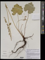 Mitella caulescens [family SAXIFRAGACEAE]
