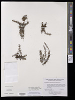 Myriophyllum heterophyllum Michx. [family HALORAGACEAE]