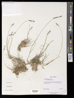 Hordeum muticum J. Presl [family POACEAE]