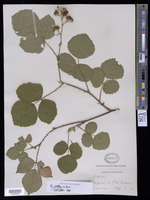 Rubus vestitus Weihe [family ROSACEAE]